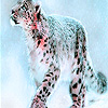 Snow leopard puzzle