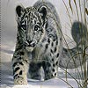 Snow leopard slide puzzle