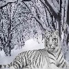 Snow Tiger