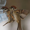 Sparrows