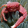 Speckled fish slide puzzle