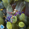 Spotted Cleaner Shrimp Jigsaw