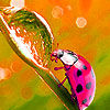 Spring ladybugs puzzle