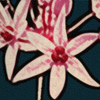 Blossom spring escape