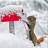 Squirrel in snow slide puzzle