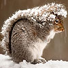 Squirrel in the snow slide puzzle