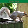 Squirrel Jigsaw