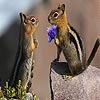 Squirrel valentine slide puzzle