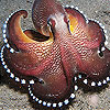 Star octopus slide puzzle