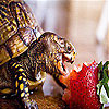 Strawberry and turtle slide puzzle