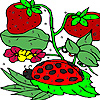 Strawberry garden coloring