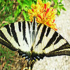 Striped butterfly slide puzzle