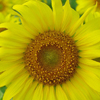 Sunflower Puzzle