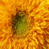 Sunflower Slider