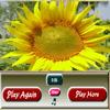 Sunflower Sliding puzzle