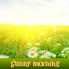 Sunny morning