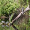 Swamps Jigsaw