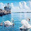 Swan family slide puzzle