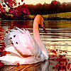 Swan in the autumn puzzle