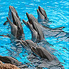Sweet dolphins slide puzzle