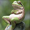 Sweet green frog slide puzzle