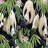 Sweetie pandas slide puzzle