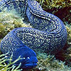 Tailed fish slide puzzle