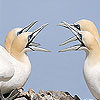 Talkative white birds slide puzzle
