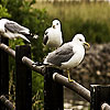 The sea and the birds slide puzzle