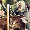 Thirsty birds puzzle