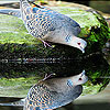 Thirsty dove puzzle