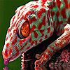 Thirsty red gecko puzzle