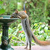 Thirsty squirrel puzzle