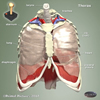 Thorax Jigsaw