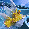 Three canary slide puzzle