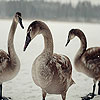 Three ducks in the lake  puzzle