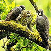 Three falcon in the forest puzzle