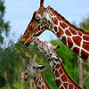 Three hungry  giraffe slide puzzle