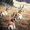 Three mountain  goat slide puzzle