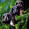 Three owl slide puzzle