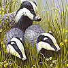 Three polecat puzzle