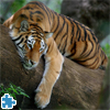 Tiger On Tree Jigsaw