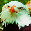 Tired bald eagles puzzle