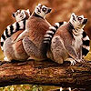 Tired monkeys puzzle
