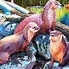 Tired three seals slide puzzle