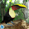 Toucan Jigsaw Puzzle