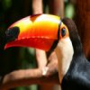 Toucan Jigsaw