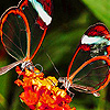 Transparent wings slide puzzle