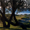 Tree And Sea