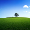 Tree landscape jigsaw